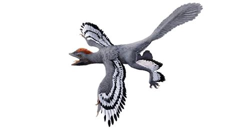Un dinosaurio del Jurásico ya tenía características de las aves modernas