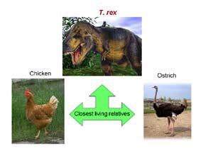 Un estudio demuestra que las gallinas y los avestruces descienden del ...