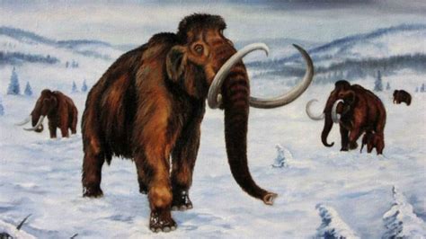 Un estudio revela por qué eran tan grandes los mamuts y otros ...