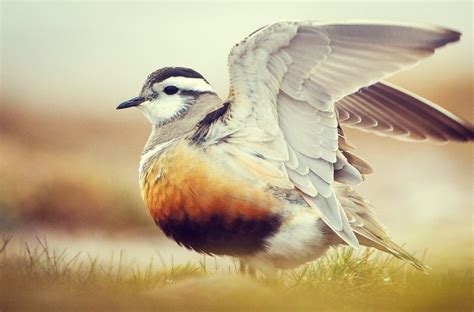 Un estudio revela que los pájaros se encogen gracias al ...