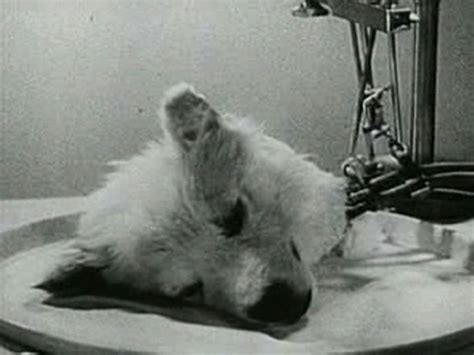 Un experimento de 1940 mantuvo con vida la cabeza de un perro sin ...