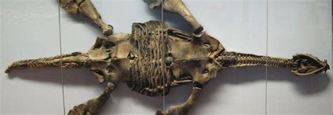 Un fósil de reptil acuático prehistórico con un esqueleto embrión en su ...