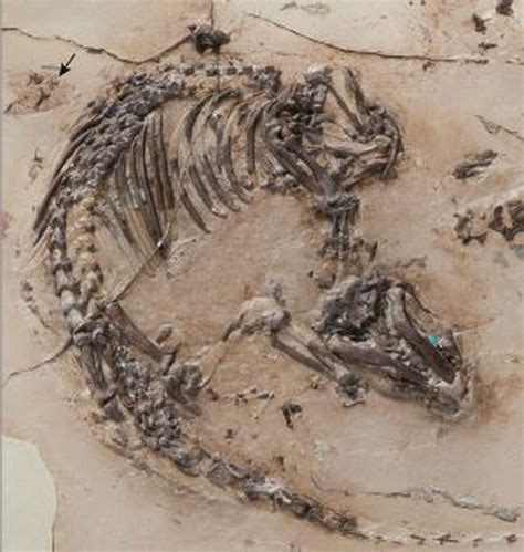 Un fósil hallado en Cuenca muestra la evolución del pelo en los ...