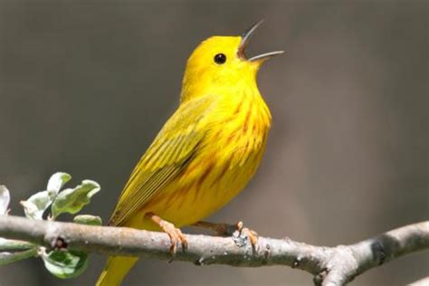 Un gen en aves cantoras puede ayudar a tratar los ...