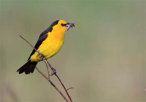 Un grupo de aves  Tordo Amarillo  en peligro de extinción, aparecieron ...