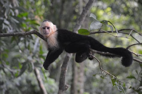Un grupo de monos capuchinos entra en la Edad de Piedra