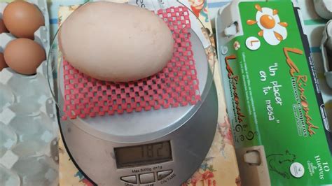 Un huevo de gallina de récord: tamaño XXXXXXL