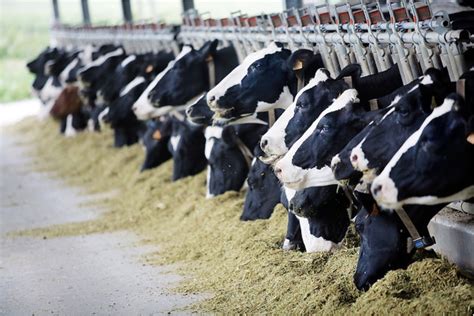 Un informe del Gobierno sitúa la ganadería española como ...
