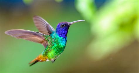 Un inteligente colibrí construye un nido con tejado