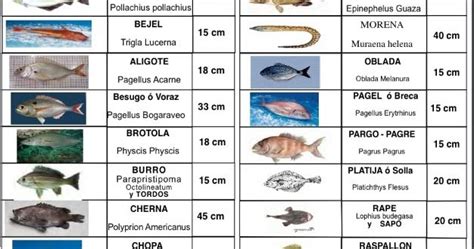 Un Kilo Peces: Tallas minimas de pesca en Andalucia