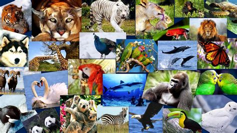 Un millón de especies en peligro de extinción por 300 ...