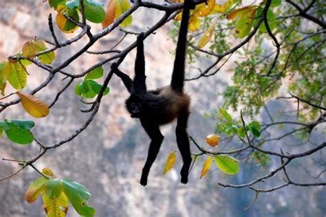 Un mono araña, especie en peligro de extinción, nació en ...