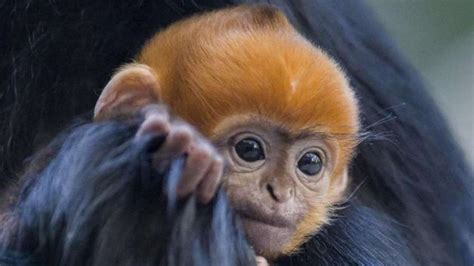 Un mono  increíblemente raro  nace en un zoo de Australia