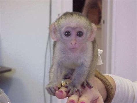 Un mono Tití en casa   Canal Mascotas