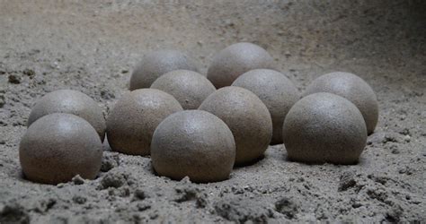 Un nido de huevos de dinosaurio de 130 millones de años es hallado en ...