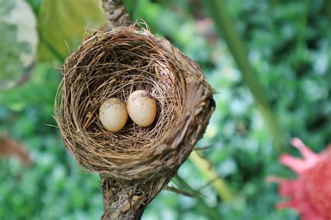 Un nido lleno de dos huevos de urraca pájaro en la rama de un árbol ...
