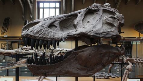 Un nuevo dinosaurio hallado en Argentina revela claves de la evolución ...