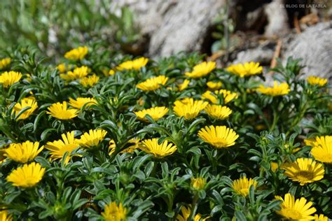 Un paseo por las plantas mediterráneas