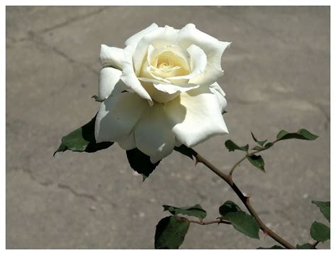 Un paseo por mi vida: Rosas blancas, frescas y bellas