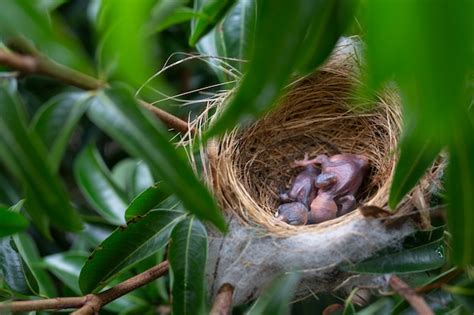 Un pequeño pájaro en el nido en un árbol. | Foto Gratis