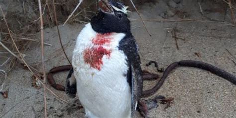Un pingüino de las Snares muere tras ser atacado por un ...
