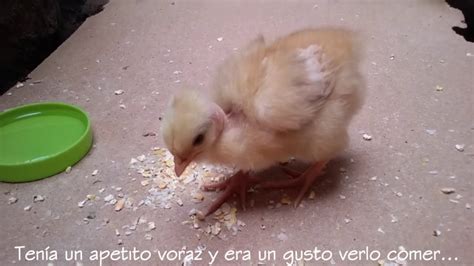 Un pollo mascota amable: ¿cómo es tener un pollito como mascota?   YouTube