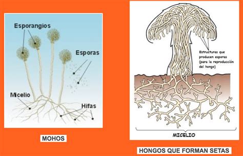 Un reino muy variado | Microorganismos, los seres vivos ...