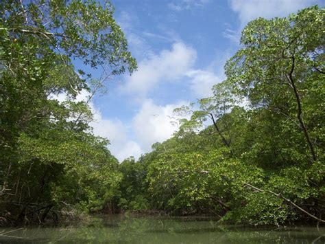 Un viaje por la selva amazonica  info    Info en Taringa!