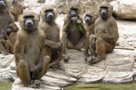 Un zoo francés expulsa a más de cuarenta monos por ...
