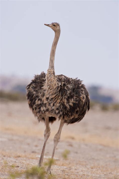 Una avestruz, femenina foto de archivo. Imagen de parque ...