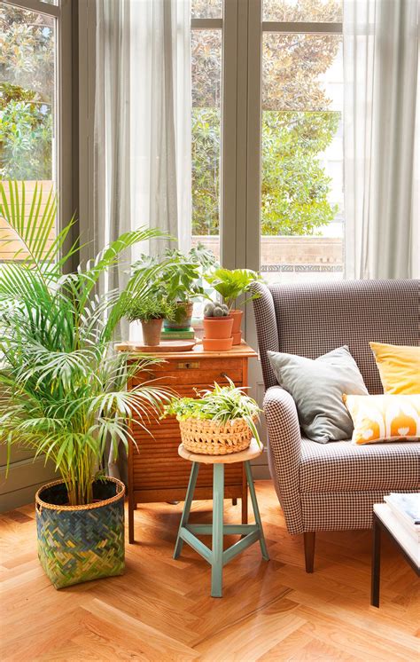 Una casa sana: plantas que limpian el aire y purifican el ...
