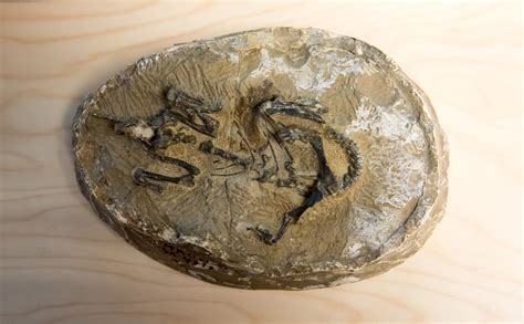 Una colección única de fósiles de dinosaurio ha sido escaneada con un ...