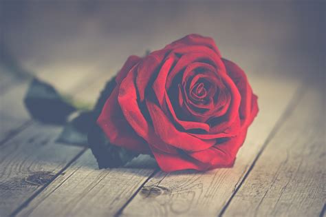 Una Flor de Amor | SIGNIFICADO DE LAS FLORES