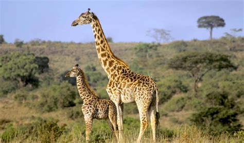 Una madre jirafa logró salvar a su cría de un grupo de ...