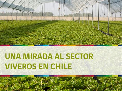 Una mirada al sector viveros en Chile. Noviembre de 2014   ODEPA ...