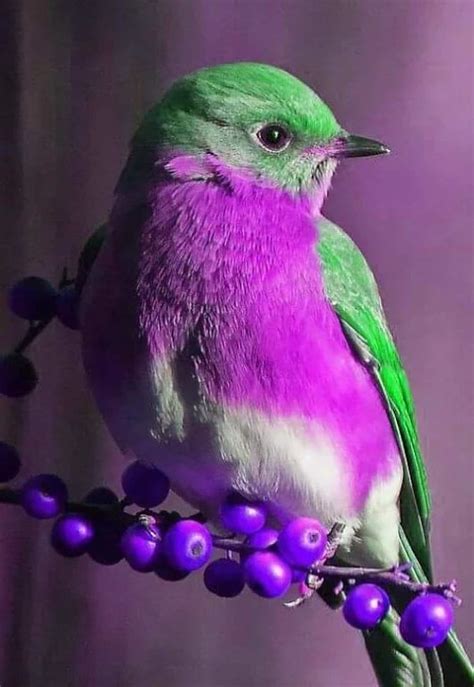 Una nota de color | Beautiful birds, Pretty birds, Animals ...