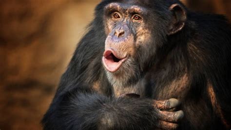 ¿Una nueva AMENAZA? Detectan caso de viruela del mono en Texas ...