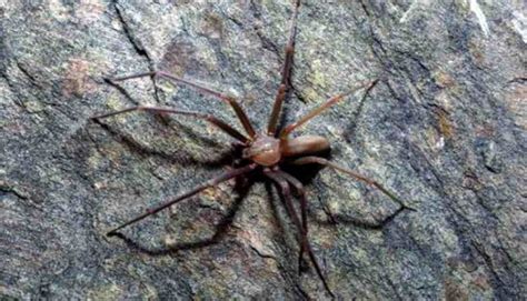 Una nueva especie de araña reclusa parda en México: qué ...