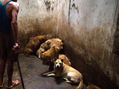 Una ONG denuncia comercio de carne de perros y gatos en China | El ...