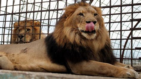 Una ONG rescata a 12 animales de uno de los peores zoológicos de Europa