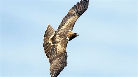 Una pareja de águila calzada cría por primera vez en la ZEPA de ...