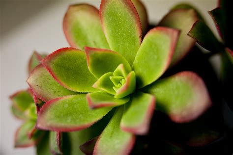 Una planta es sensible: puede morir si le hablas mal o no ...