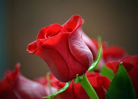 Una rosa para mi amor...   Marcos Vélez