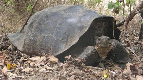 Una tortuga gigante extinta hace 150 años «resucita» en Galápagos   ABC.es