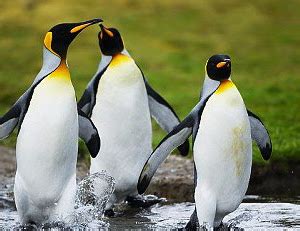 Una Ventana al Mundo: ¿Por qué los pingüinos no vuelan?