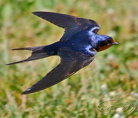 Una vida de fieras: Las aves migratorias