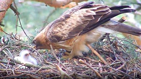 Una webcam permite conocer de cerca la vida de un águila calzada en la ...