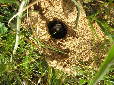 Unas abejas que viven bajo tierra, las andrenas