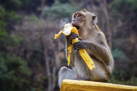 Undeniably Interesting Facts About Monkeys