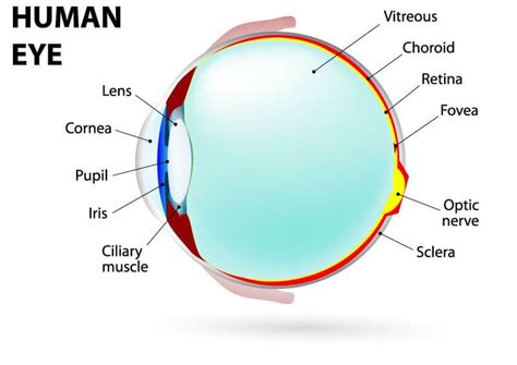 Understanding the Different Parts of Your Eye | All About Eyes